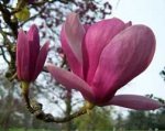 magnolia-flor.jpg