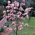 magnolia-caduco.jpg