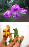 Orquis.jpg