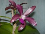 Orquis2.jpg