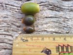 Fruto Phoenix canariensis 1 internet.jpg