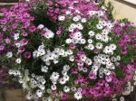 plantas250406 003.jpg