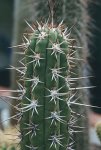 Trichocereus chilensis.jpg