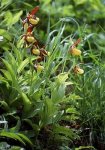 250px-Cypripedium_calceolus_wiki_mg-k01[1].jpg