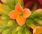 Kalanchoe_flor-1.jpg