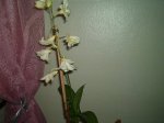 picture268dr6.jpg