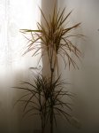 dracena roja.jpg