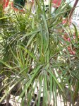 dracena verde.jpg