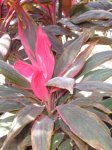 dracena rojizima.jpg