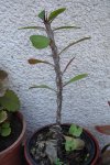 Euphorbia milii  2006-07-22.JPG