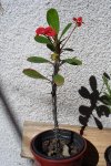 Euphorbia milii  2006-10-16.JPG