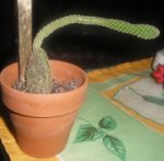 cactusA 001.jpg