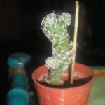cactusB 002.jpg