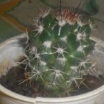 cactusC 001.jpg