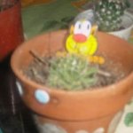 cactusD 002.jpg