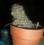 cactusE 001.jpg