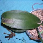 ORQUIDEA.jpg