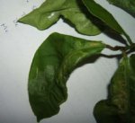 1. Hoja.jpg