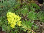 plantas 020.jpg
