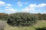 01 cotoneaster.jpg