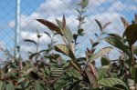 02 cotoneaster.jpg