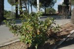 03 viburnum.jpg