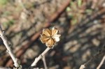 06 hibiscus syriacus.jpg