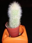 cactus nuevos 010.jpg