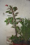 Euphorbia milii  2007-02-21.JPG