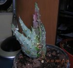 DSCN46951.JPG