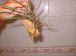 planta.jpg
