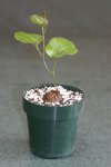 dioscorea-elephantipes-small-m.jpg