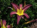 hemerocallis-siroliver.jpg