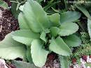 kalanchoe crenato-daigremontiana.jpg