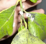 limon5.jpg