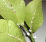 limon6.jpg