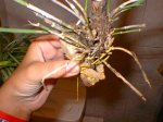 planta1.jpg
