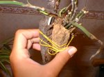 planta2.jpg
