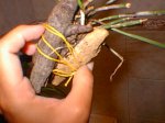 planta3.jpg