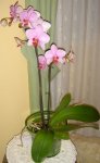 DSC03510p2.jpg