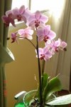 DSC03522p4.jpg