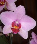 DSC03514p3.jpg