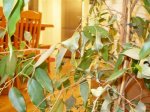 ficus.JPG