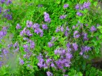 Dsc03720.jpg
