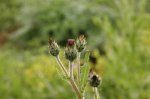 DSC_0556.jpg