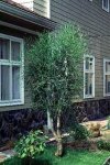 Euphorbia%20tirucalli-4.jpg