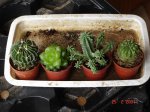 cactus 24-02.JPG