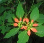 rojaverde 2007-02-25 002.jpg