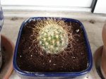mamillaria.JPG