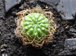 cactus dubtos.JPG